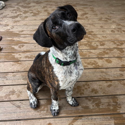 M PUP MAX