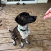 M Pup Max - Photo 6