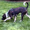 M Pup Max - Photo 7