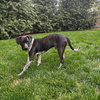 M Pup Max - Photo 8