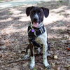 M Pup Max - Photo 2