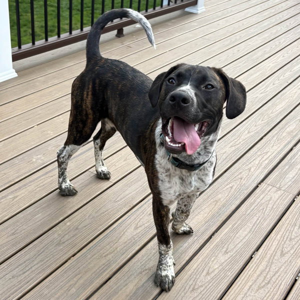 M Pup Max