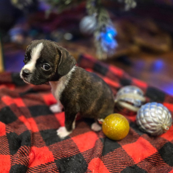M Pup Moe