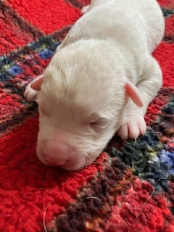Scout's Aspen