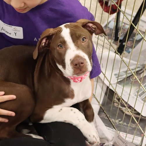 POINTER SISTERS EVE - Pointer available for adoption