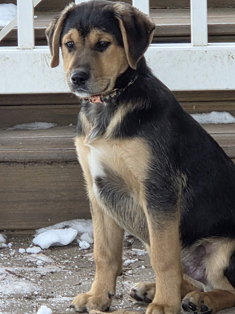 Super Cute Rocky
