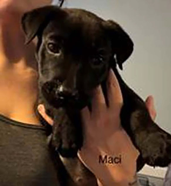 Maci