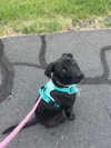 Maci - Photo 3