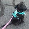 Maci - Photo 4
