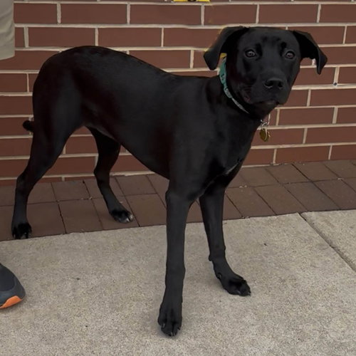 Maci, an adoptable Labrador Retriever in Chantilly, VA