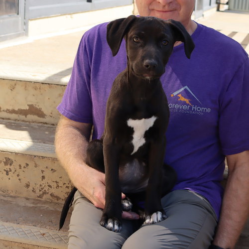Moore Vet 6 Nutmeg, an adoptable Labrador Retriever in Chantilly, VA
