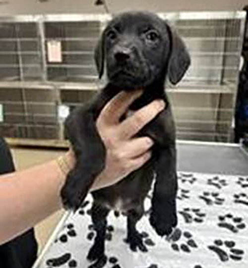 Moore Vet 6 Cayenne, an adoptable Labrador Retriever in Chantilly, VA