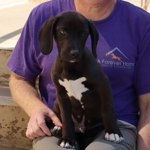 Moore Vet 6 Cayenne, an adoptable Labrador Retriever in Chantilly, VA