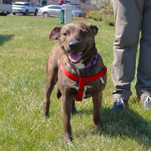 Brinny, an adoptable Pit Bull Terrier in Chantilly, VA