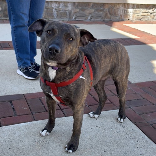 Brinny, an adoptable Pit Bull Terrier in Chantilly, VA