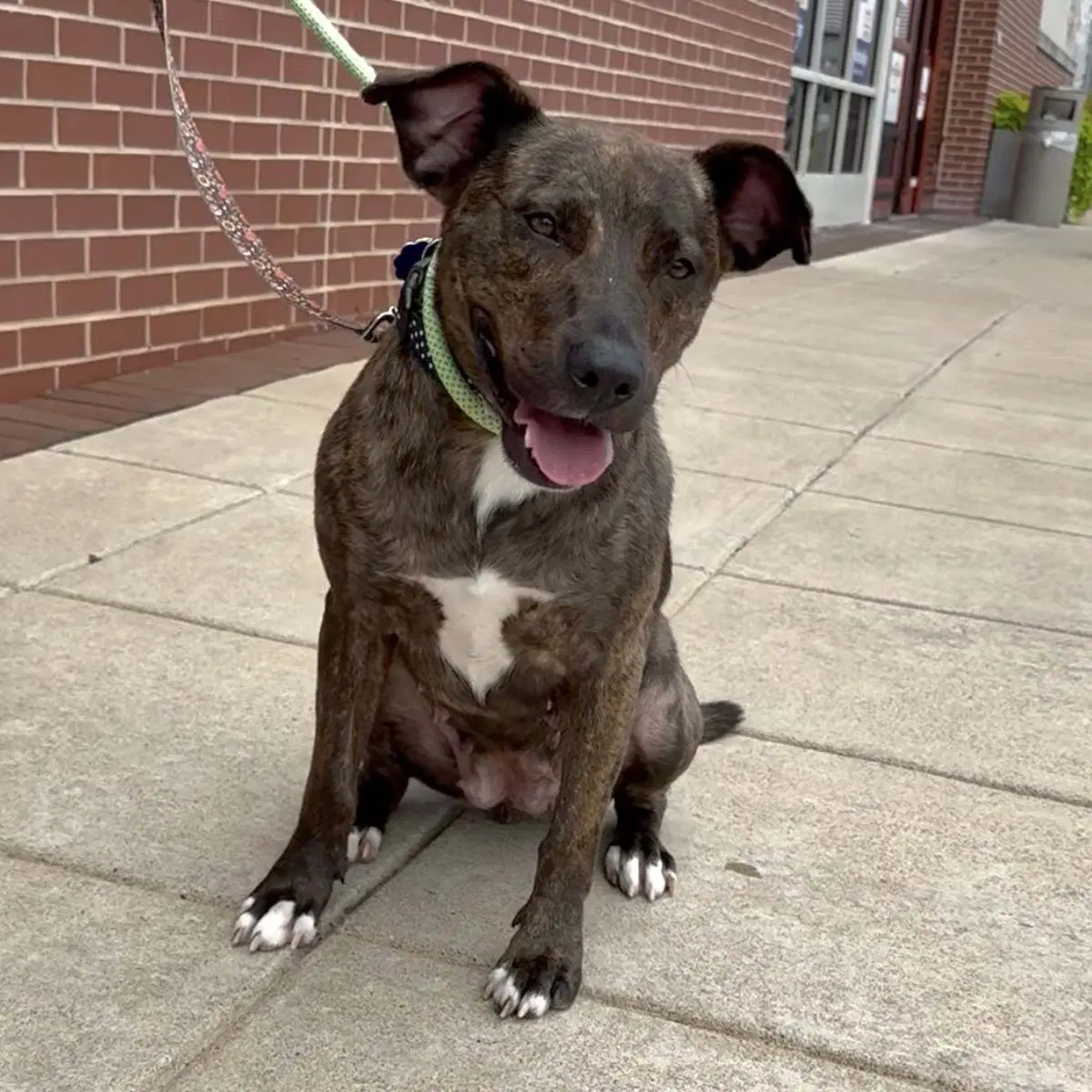 Brinny - Pit Bull Terrier