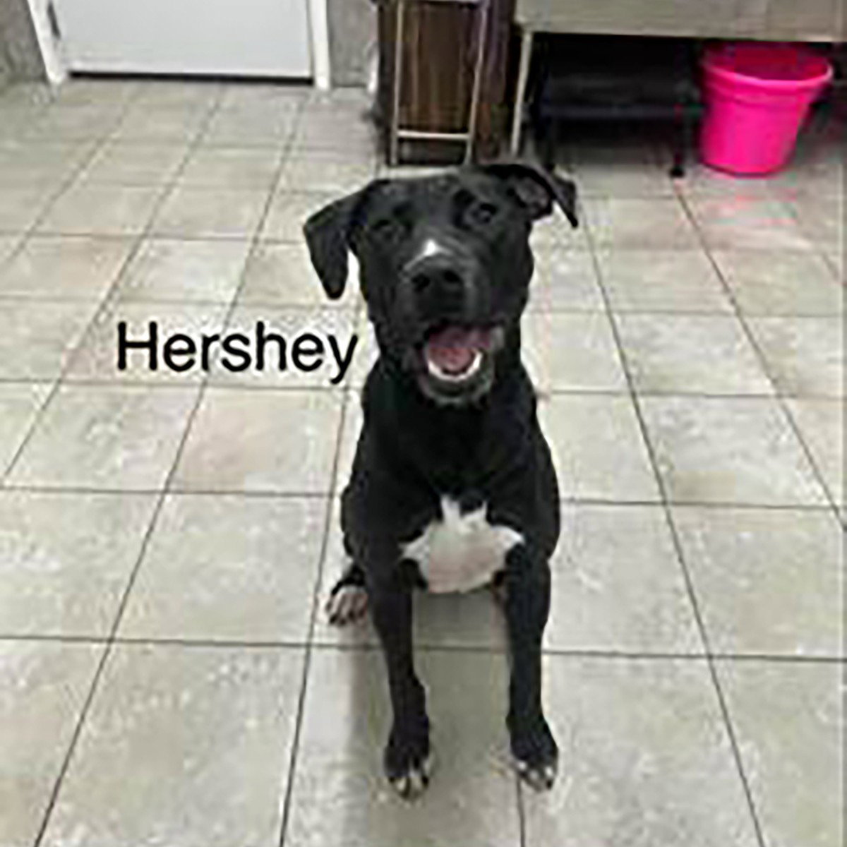 Hershey