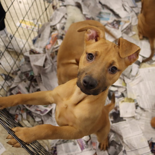 Skylight Pup Ryleigh, an adoptable Labrador Retriever in Chantilly, VA