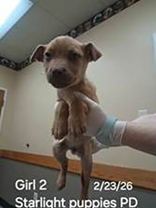Skylight Pup Rocky, an adoptable Labrador Retriever in Chantilly, VA