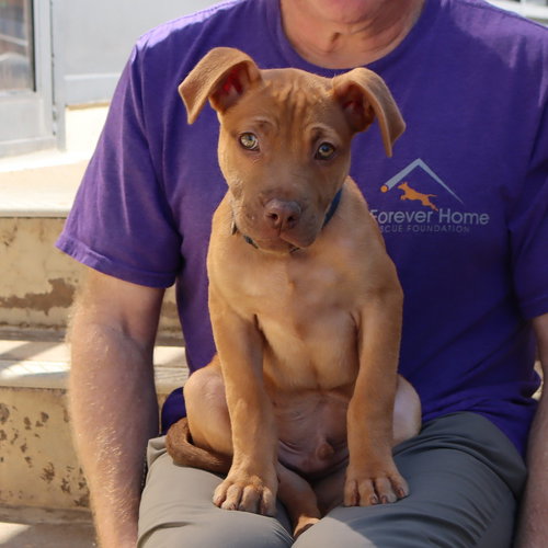 Skylight Pup Rocky, an adoptable Labrador Retriever in Chantilly, VA