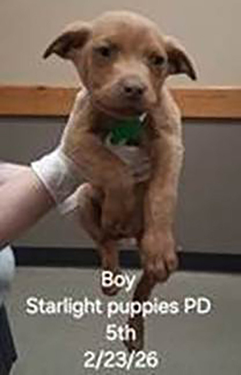 Skylight Pup 3