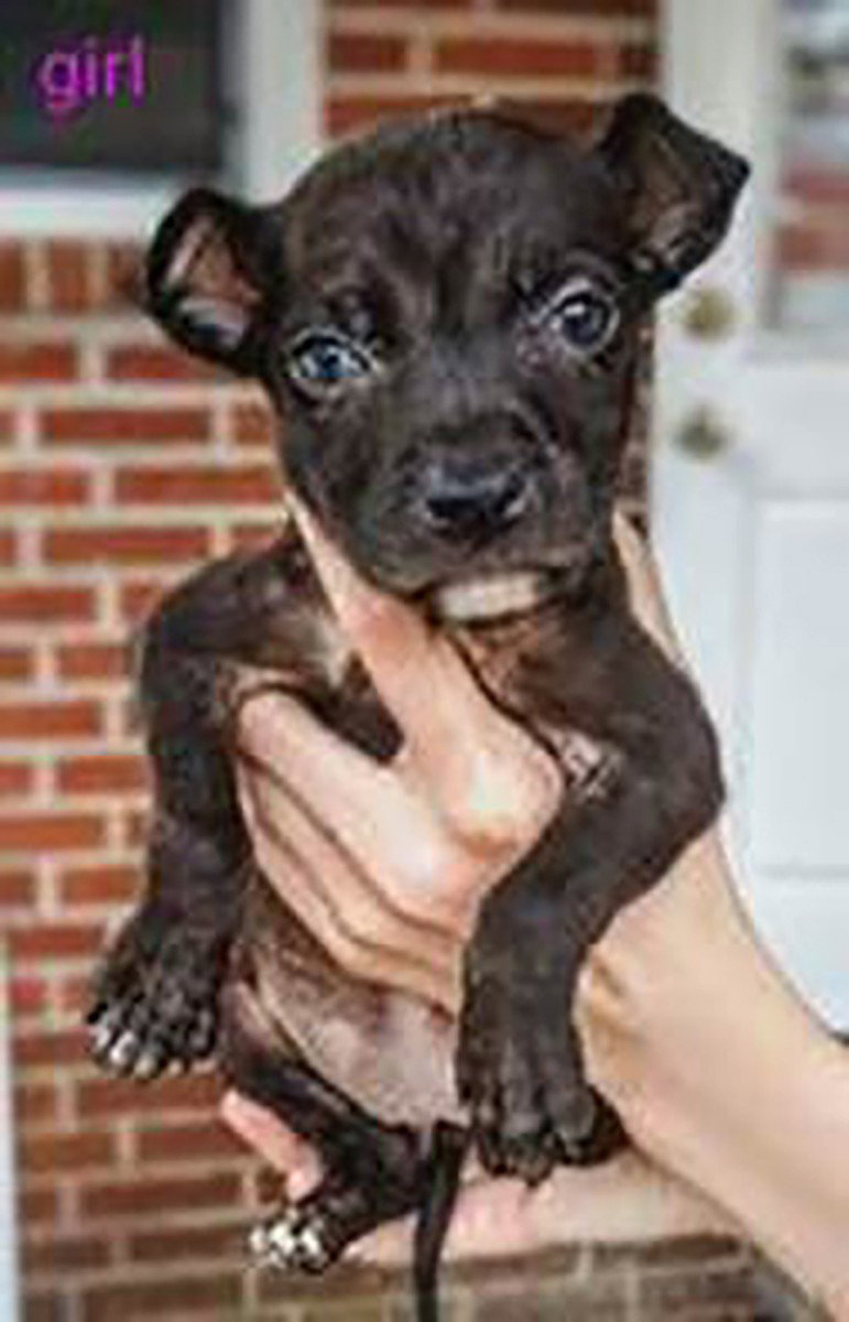 Granny's Pup 7