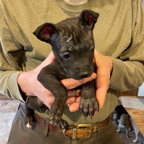 Granny's Pup Bronte