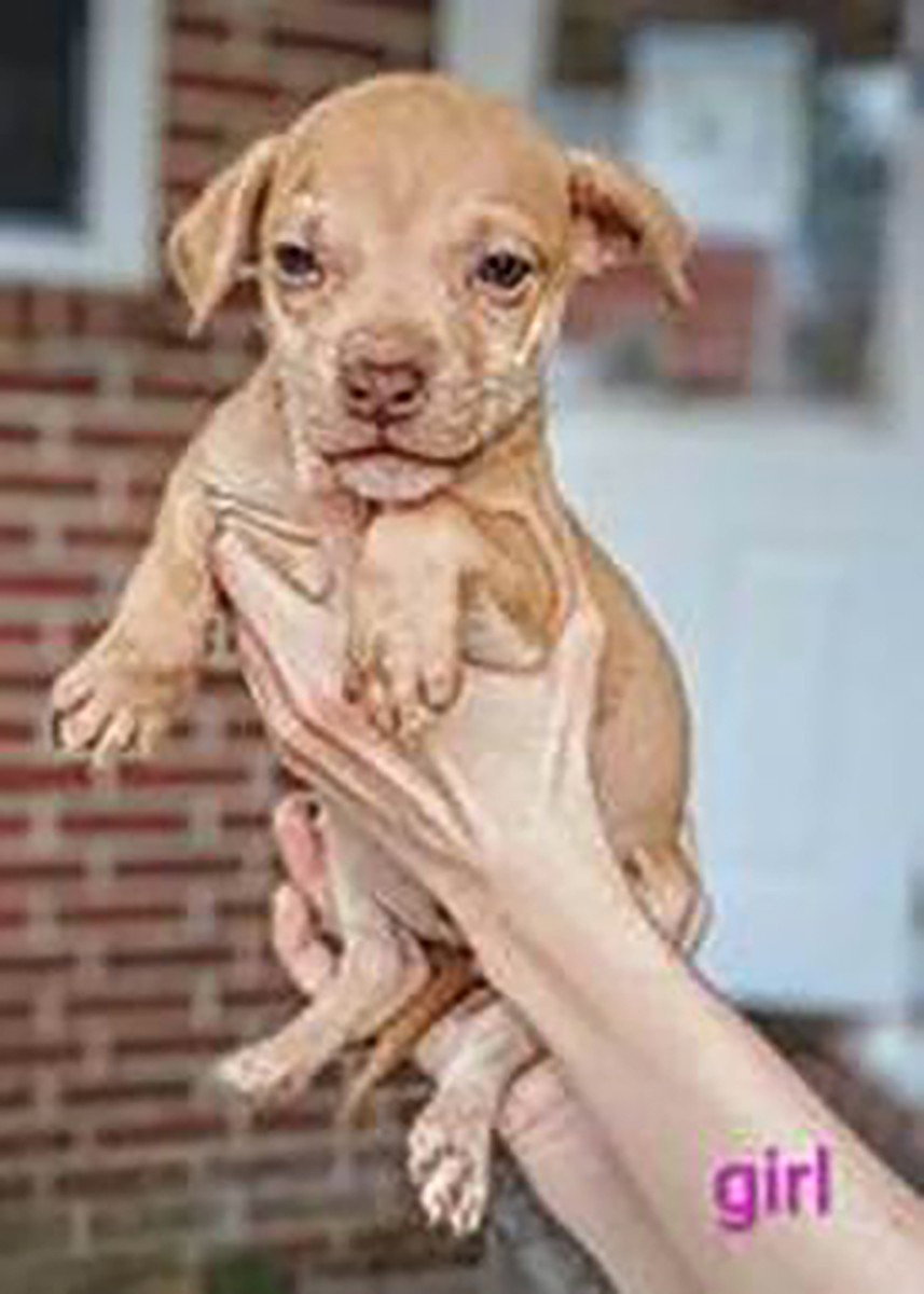 Granny's Pup 3