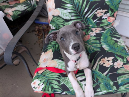 Nancy, an adoptable Labrador Retriever in Chantilly, VA
