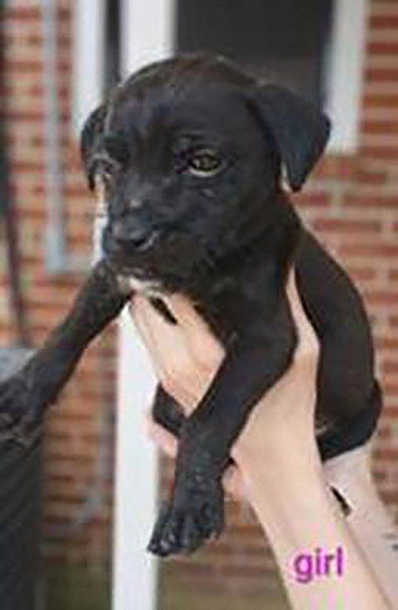 Granny's Pup 6