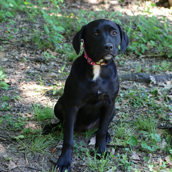 Granny's Pup Shelley