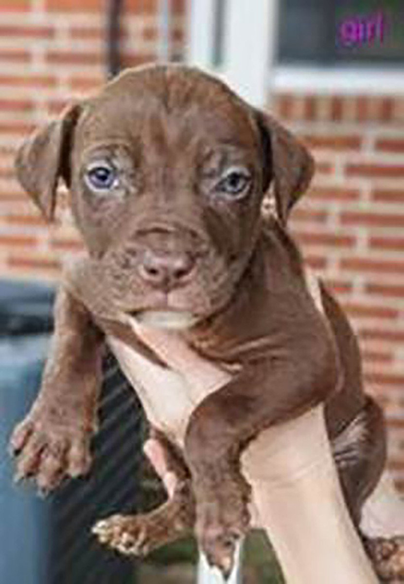 Granny's Pup 2