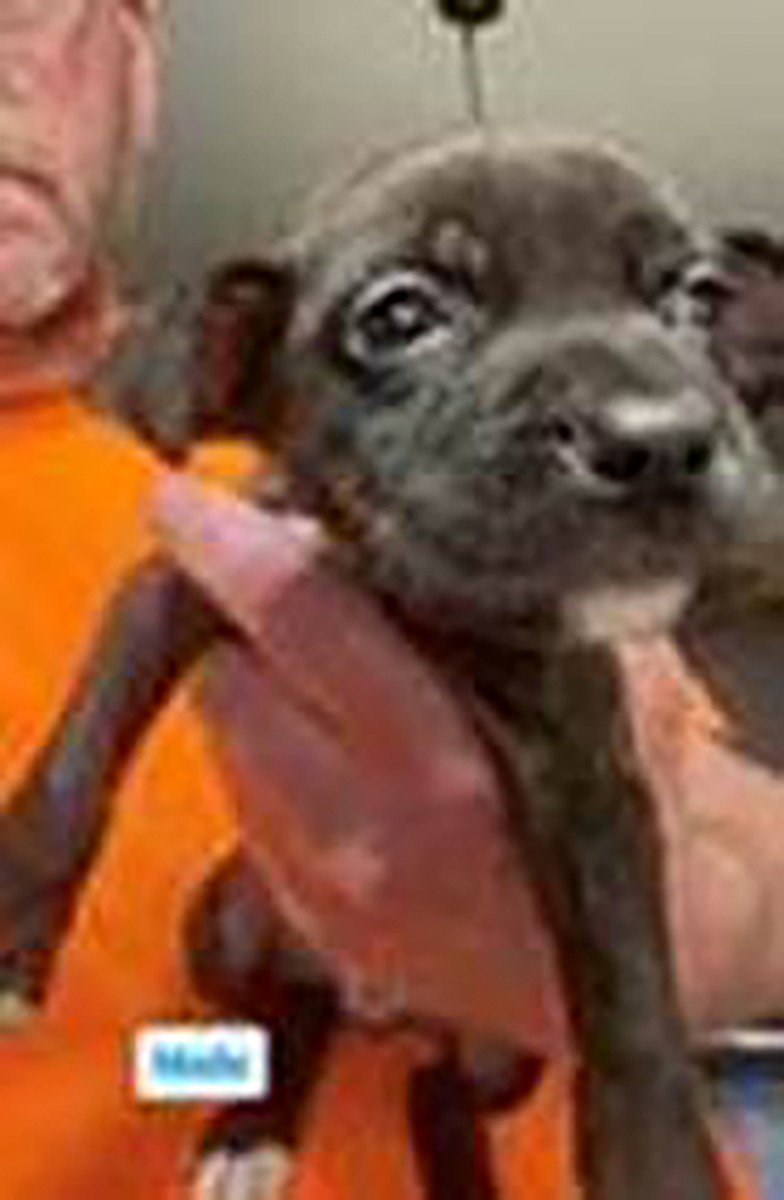 Pit Bull