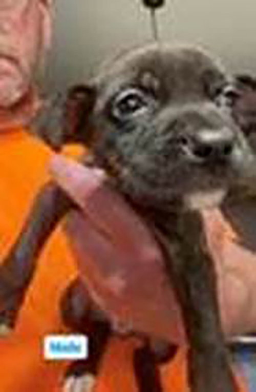 Saved By Grace Jelly Bean, an adoptable Labrador Retriever in Chantilly, VA