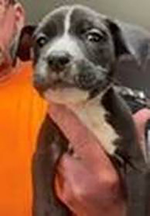 Saved By Grace Lily, an adoptable Labrador Retriever in Chantilly, VA