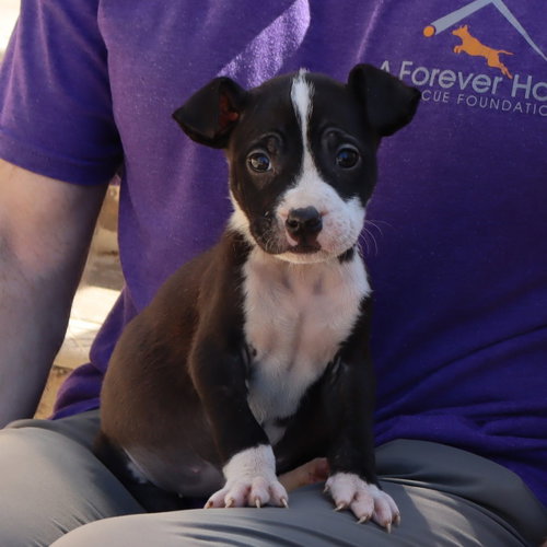 Saved By Grace Lily, an adoptable Labrador Retriever in Chantilly, VA