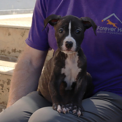Saved By Grace Blossom, an adoptable Labrador Retriever in Chantilly, VA