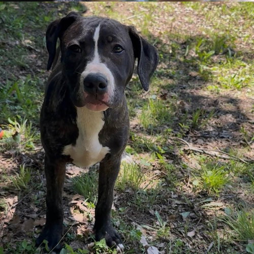 SBG Blossom, an adoptable Labrador Retriever in Chantilly, VA
