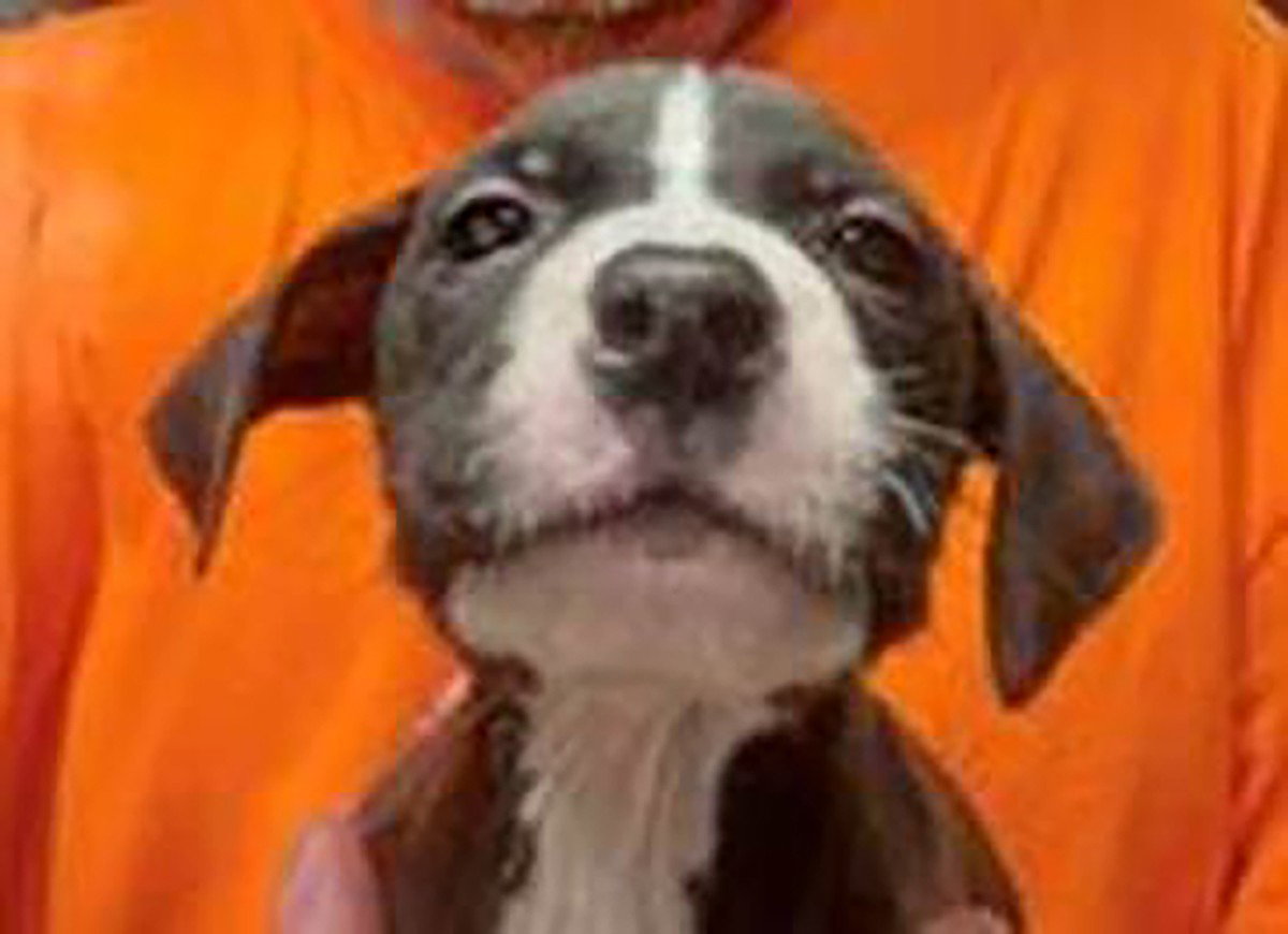 Pit Bull