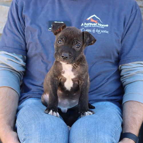 Saved By Grace Peter, an adoptable Labrador Retriever in Chantilly, VA