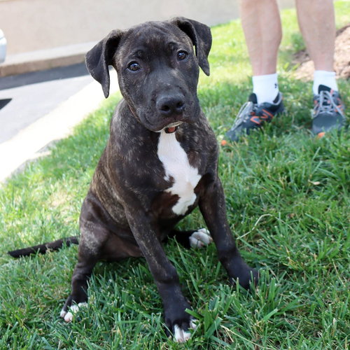 SBG Peter, an adoptable Labrador Retriever in Chantilly, VA