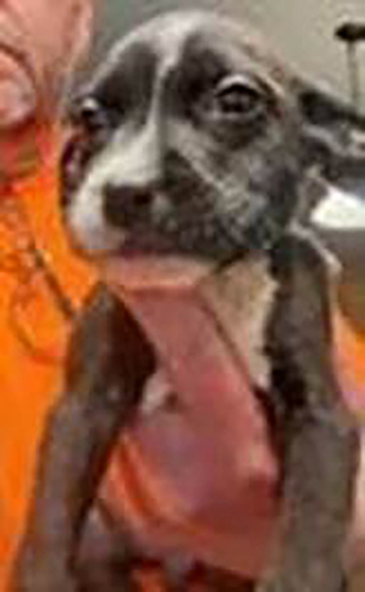 Pit Bull
