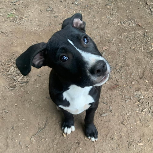 SBG Robin, an adoptable Labrador Retriever in Chantilly, VA