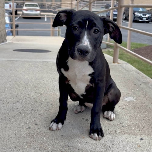 SBG Robin, a dog for adoption from A Forever Home Rescue Foundation