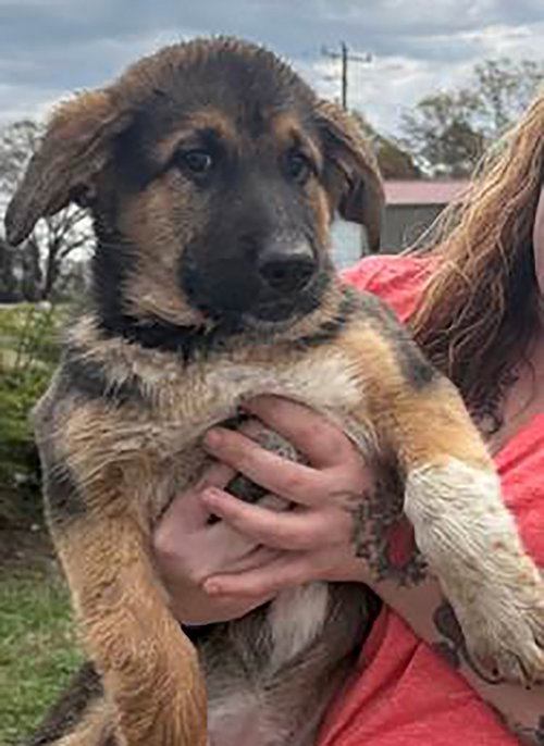 Charlottesville Berry, an adoptable German Shepherd Dog in Chantilly, VA