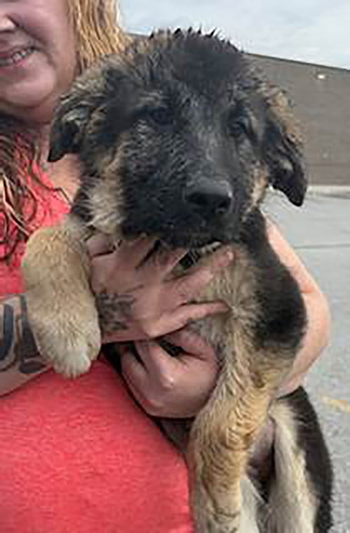Charlottesville Blossom, an adoptable German Shepherd Dog in Chantilly, VA