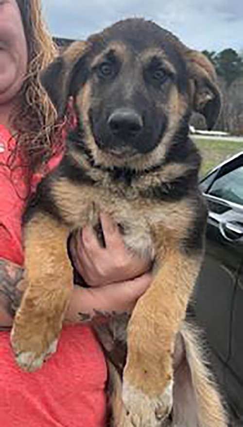 Charlottesville Boone, an adoptable German Shepherd Dog in Chantilly, VA