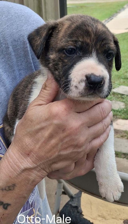 O Litter Otto, an adoptable German Shepherd Dog in Chantilly, VA