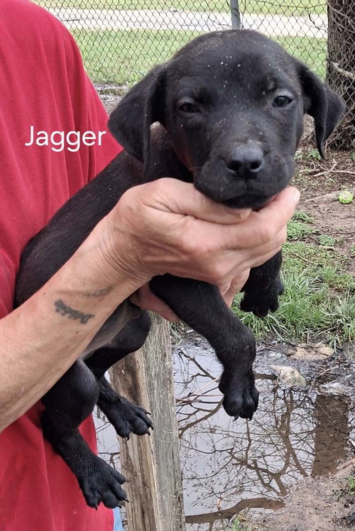 J Litter Jagger, an adoptable Labrador Retriever in Chantilly, VA