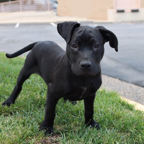 J Litter Jagger, an adoptable Labrador Retriever in Chantilly, VA